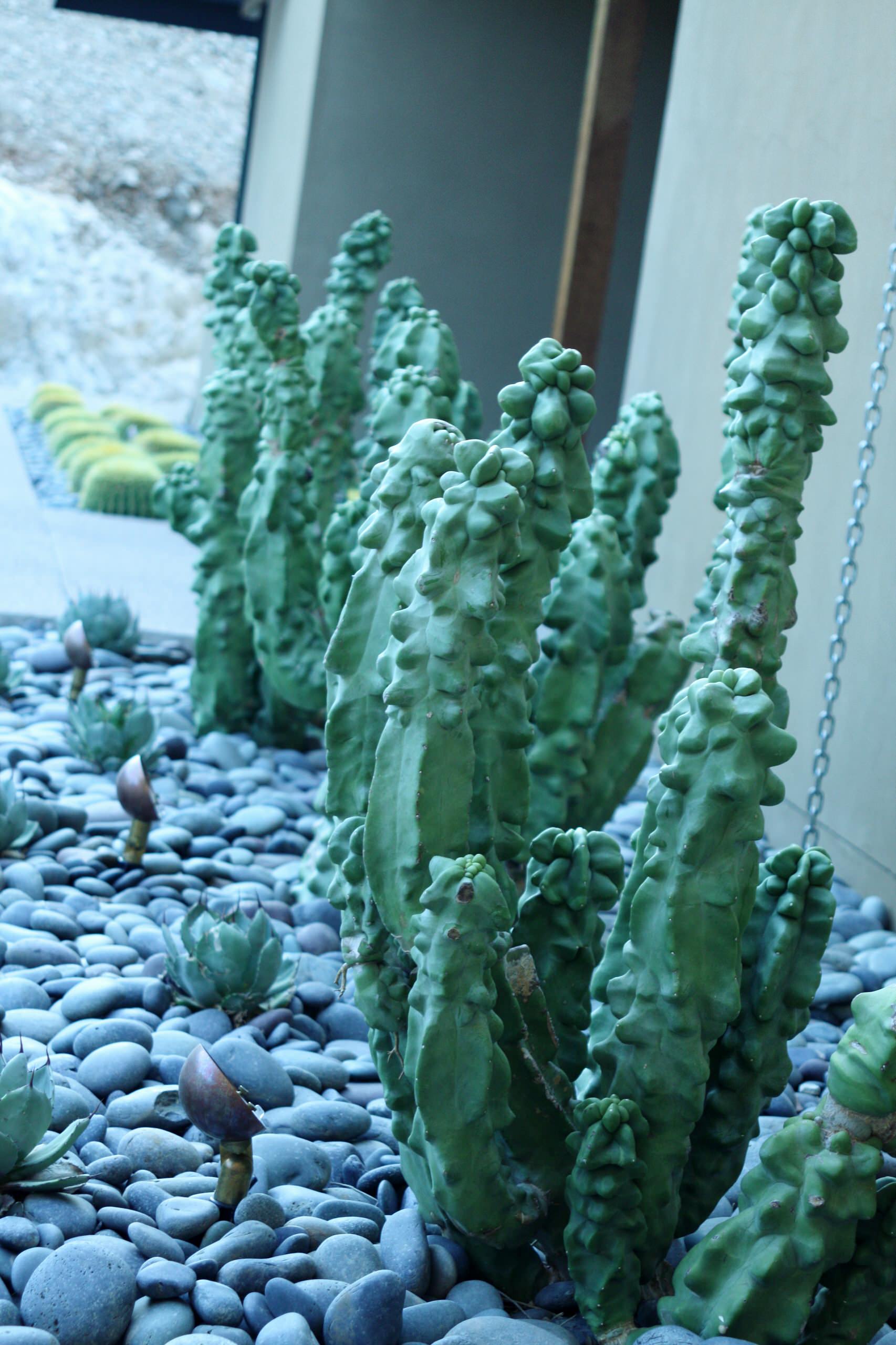 wie schnell wächst eibe Heimische Eibe / Taxus baccata online kaufen main image 0