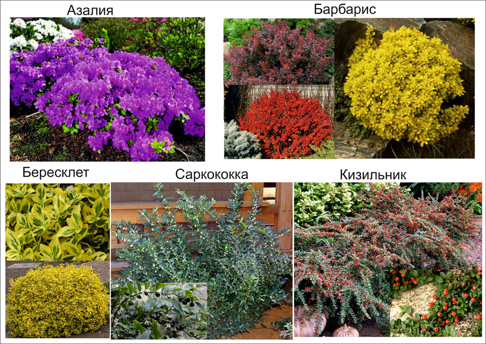 Галицино благоустройство и озеленение