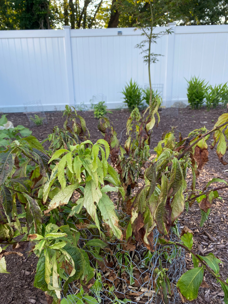 Why are my perennials suddenly wilting then dying?