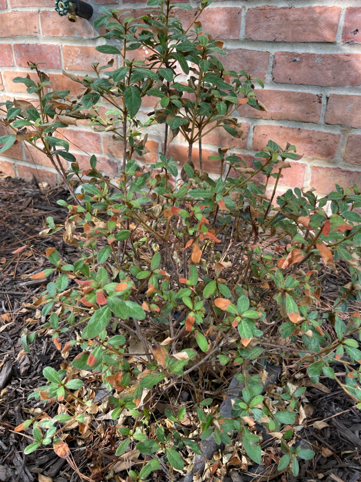 Azalea Help (leaves turning brown)