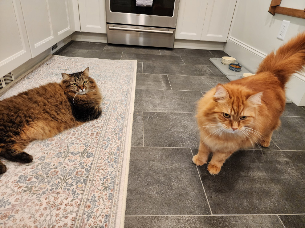 16831 - The Purrfect Kitchen