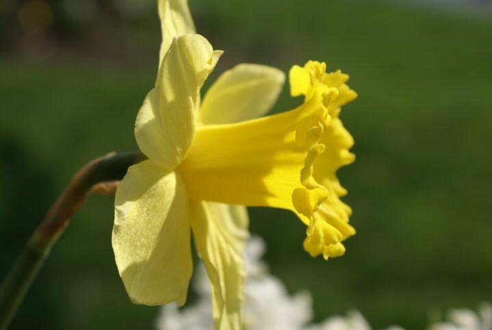 Spring Bulbs