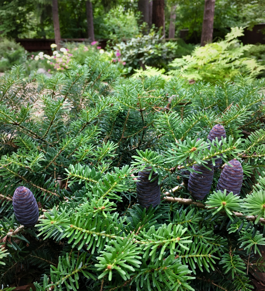 Академическая дача