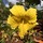 melissa_lummis