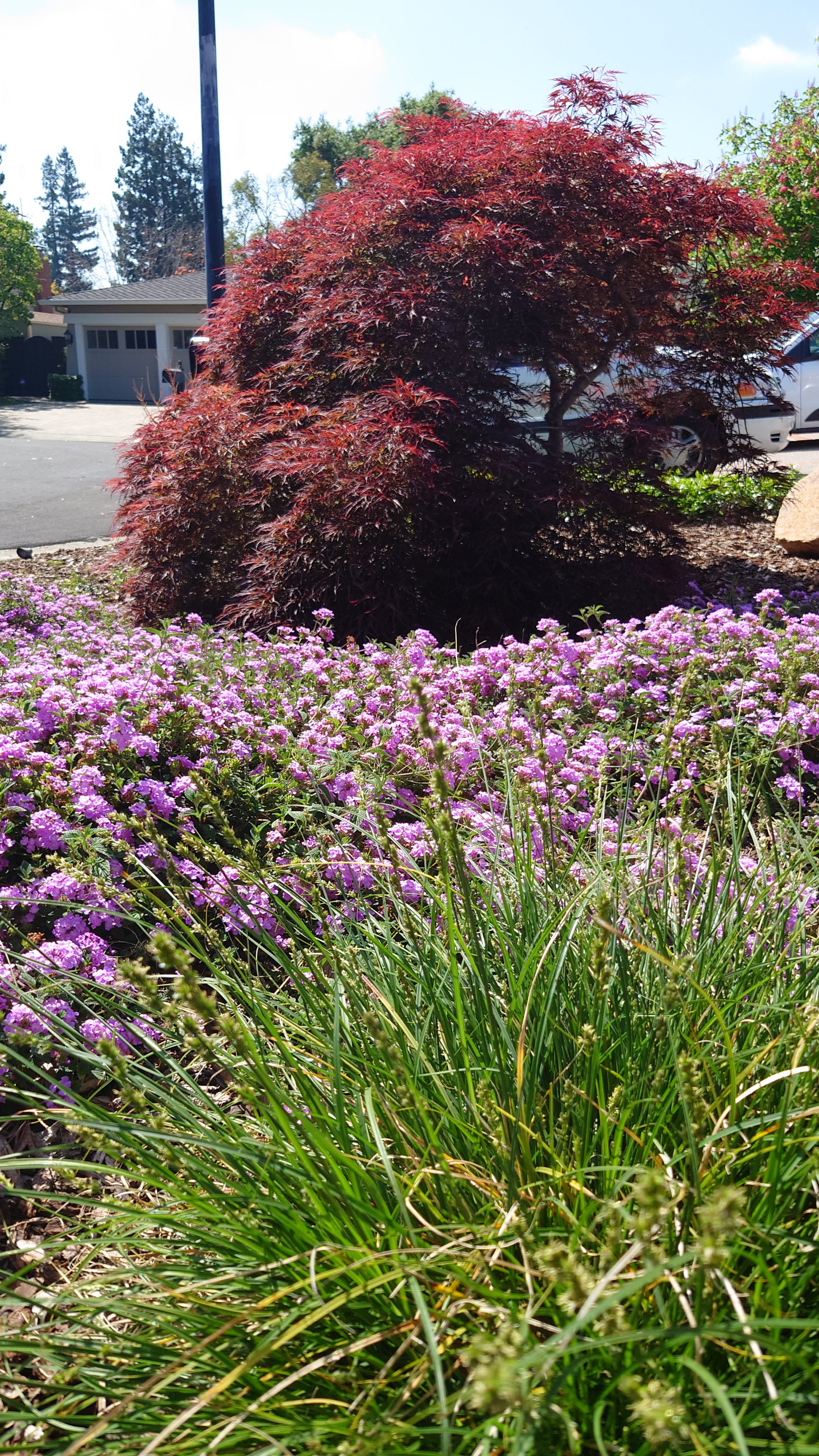 DESIGN TO COMPLIMENT MAPLE TREES