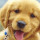 leeyen_rogers