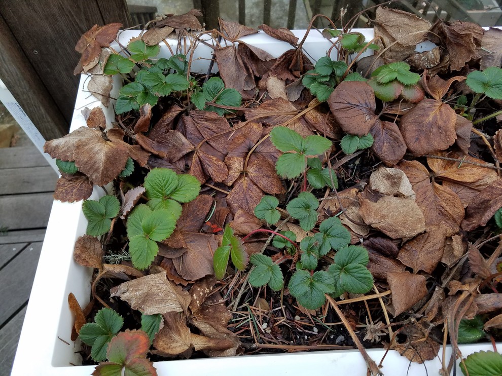 Strawberries are showing signs of growth. Should I prune dead leaves?
