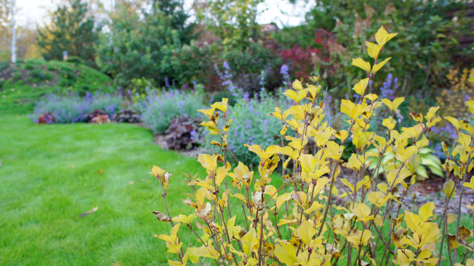 Цветники и композиции крупным планом