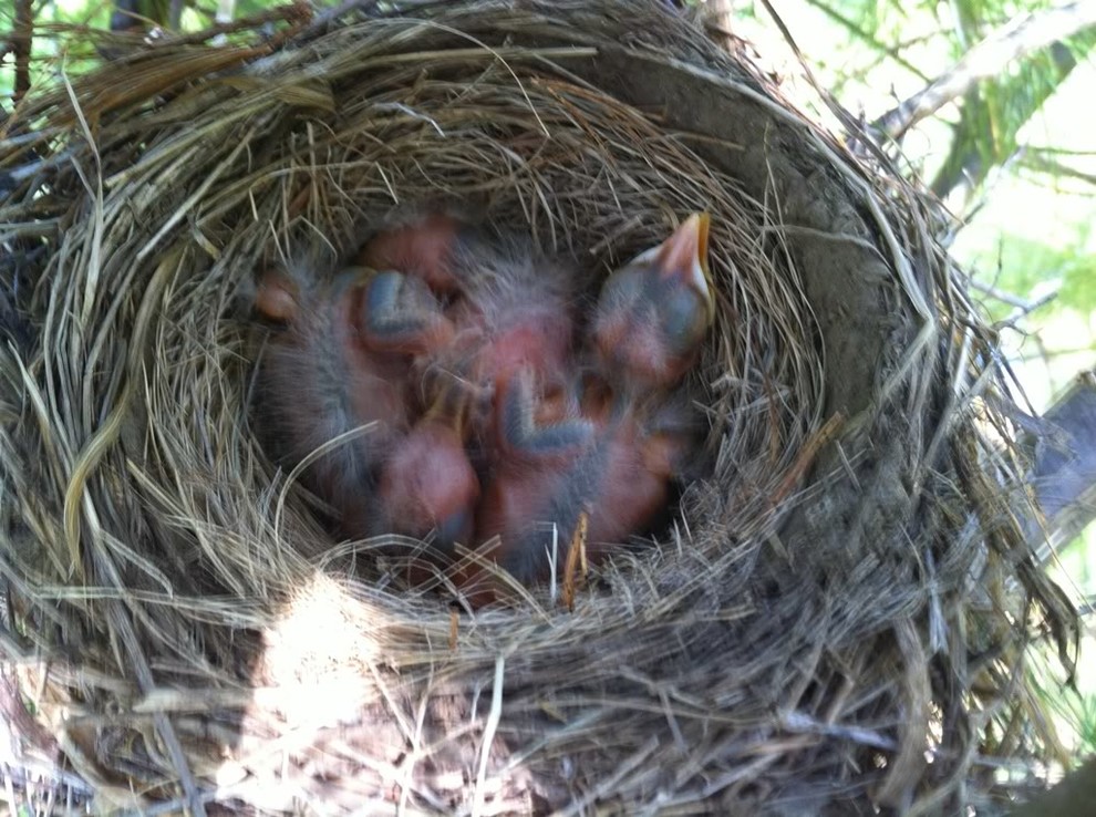 baby cardinal in nest