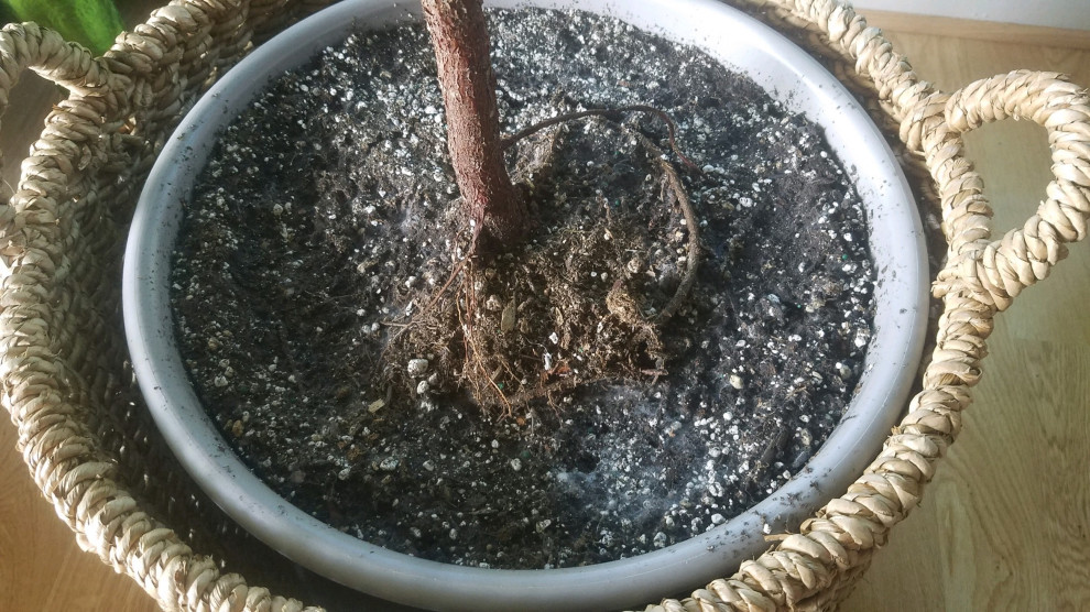 london bonsai Acer Bonsai - House Plants - Plant Shop main image 1