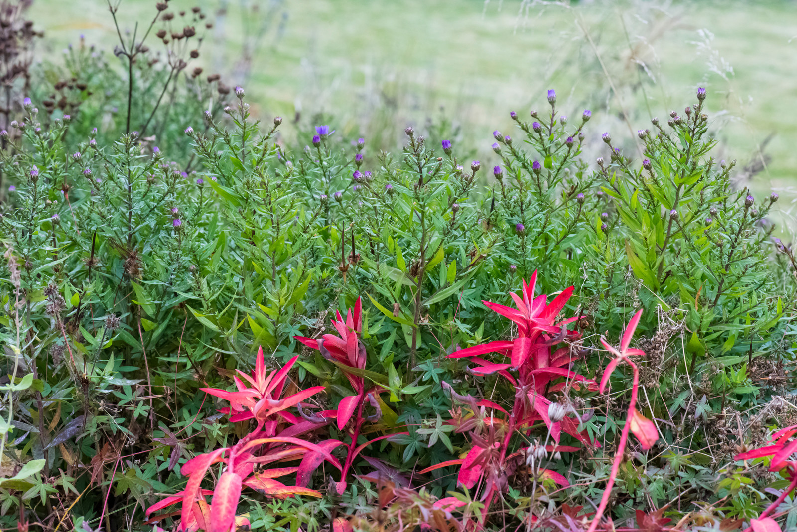 Большой сад в пригороде
