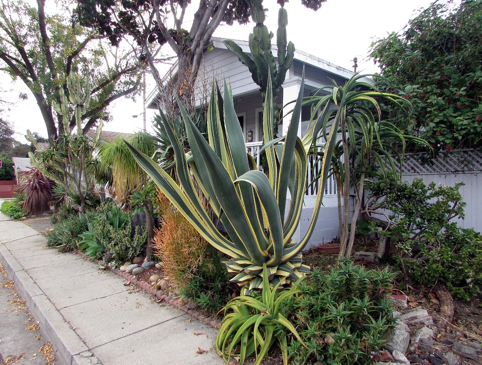 Still pruning that Agave americana.
