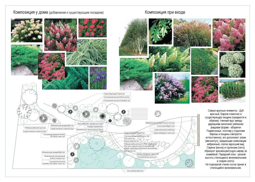 Дендрологический  план. Фрагмент.