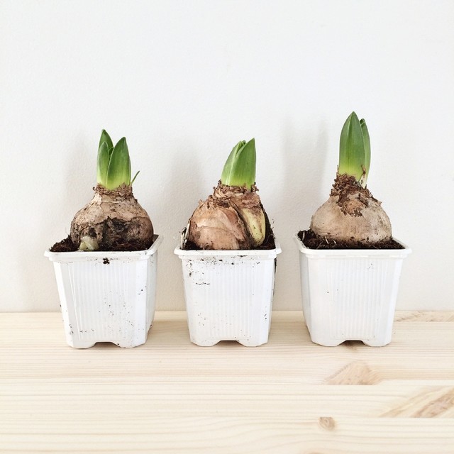 Craft: Make a Personalised Pot for Your Plant Bulbs | Houzz IE