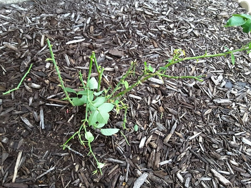 Some animal is eating my rose