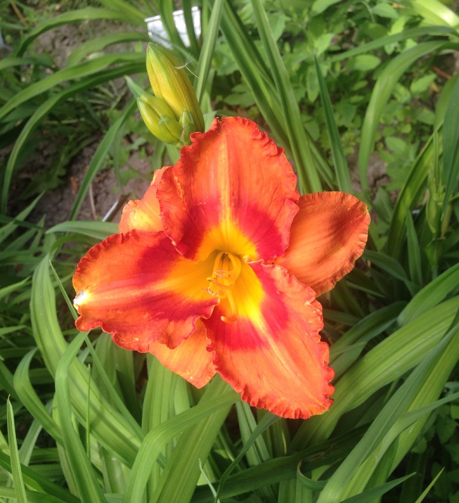 my first named daylily bloom.....way too early this year