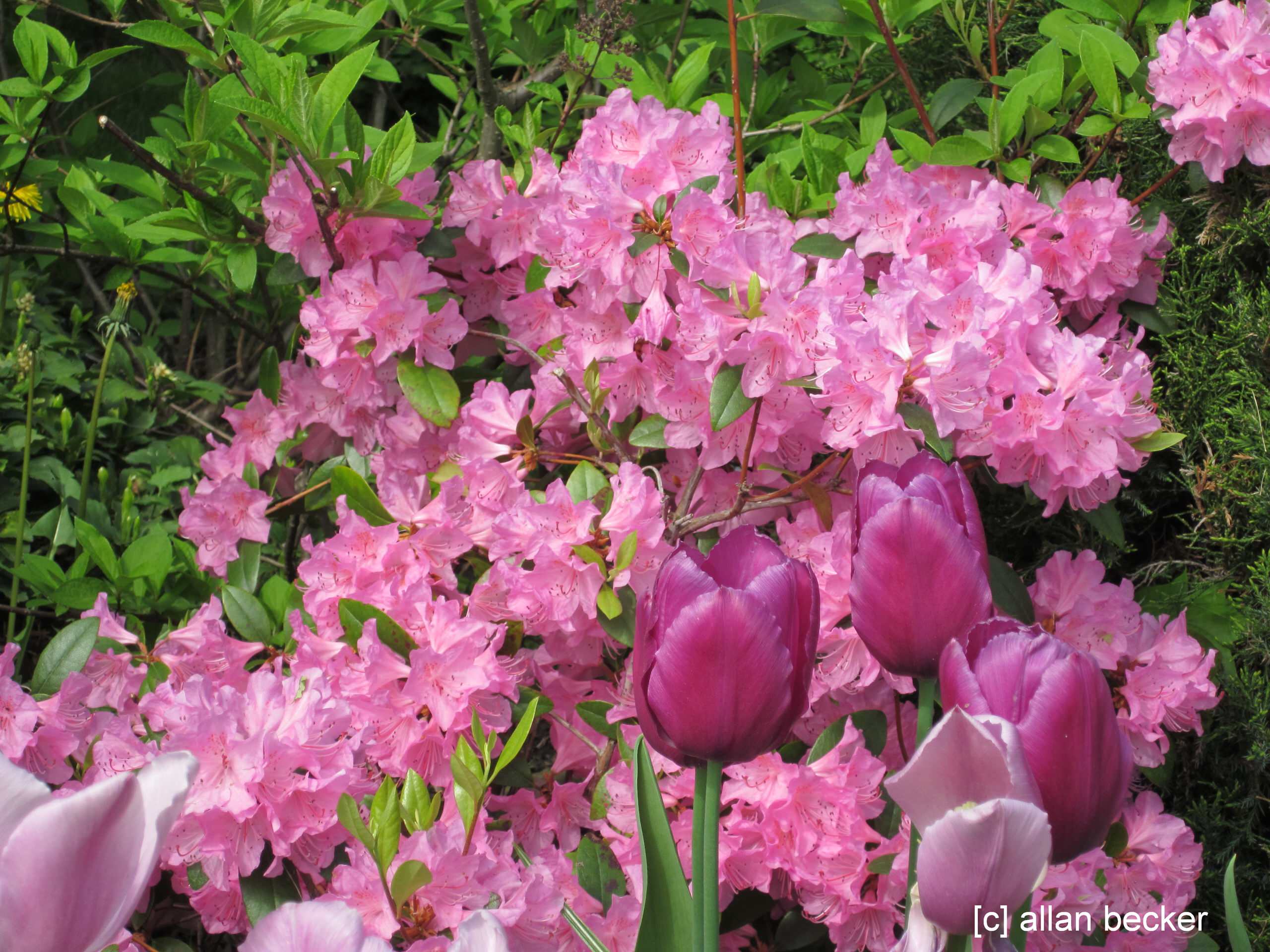 Pink is the favorite color in the flowerbed