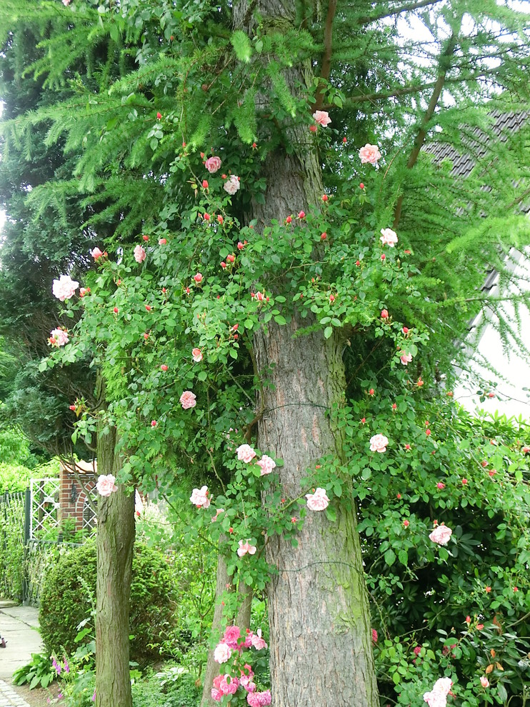 Cottagegarten mit duftenden Rosen und Stauden Hamburg von Gärten