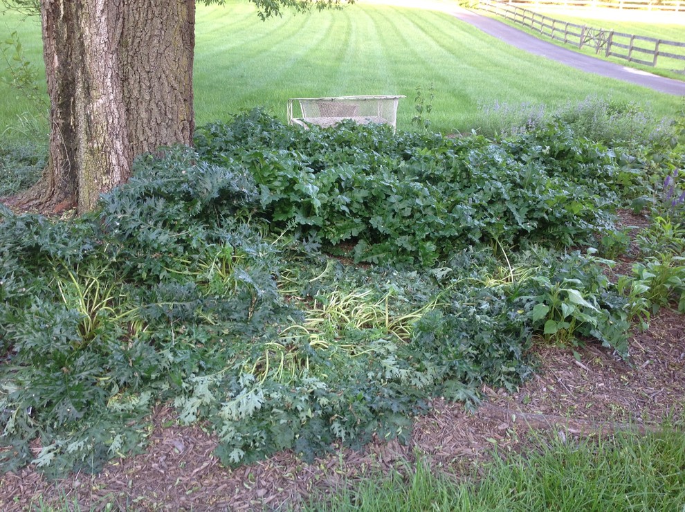 Used Snapshot preemergent. Perennials are dying.