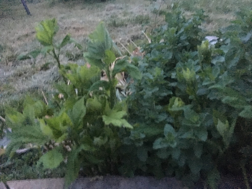 Which is hibiscus and which is a weed?