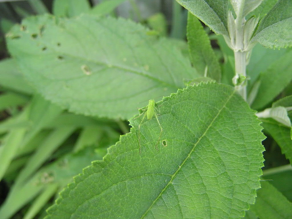 Bugs Eating My Dahlia, Rose of Sharon and Butterfly Bush!