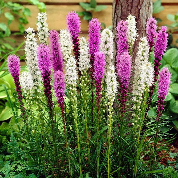 Perennial Liatris for the Deer Proof Plant that excites pollinator insects by Peter Atkin and Associates