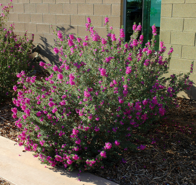 10 Drought-Tolerant Shrubs That Thrive in Full Sun and Reflected Heat