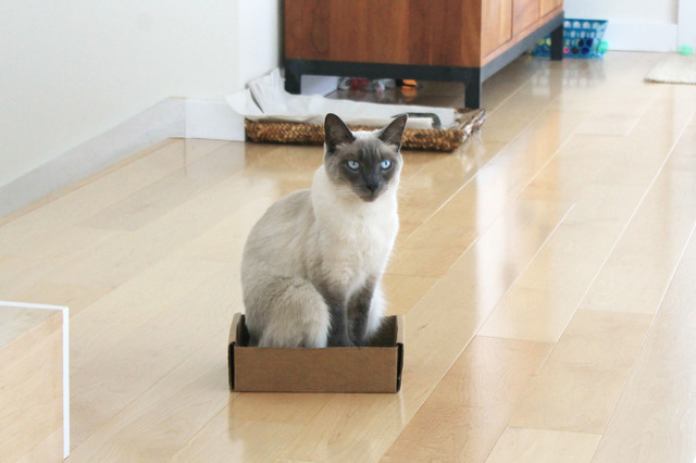 Pet of the Week: Blue and Splinter 