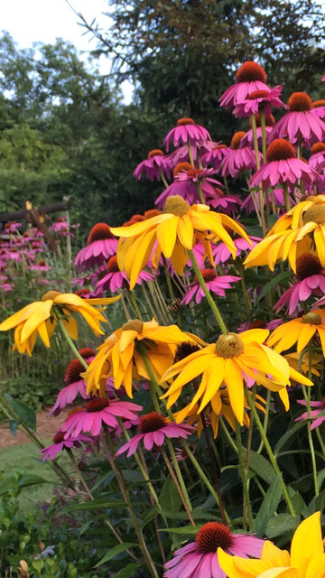 Wild Berry transitional-garden