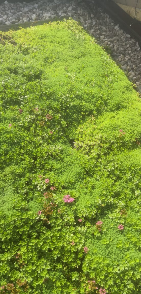 Зелёная кровля на Валдае