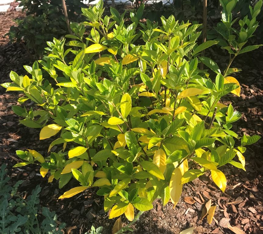 Gardenia leaves turning yellow. Iron deficiency or lack of water?