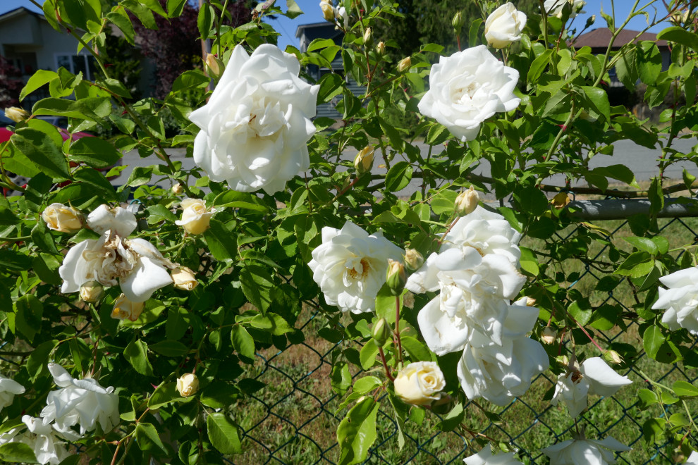 Rustic White Roses Seeking the identity of this heritage white rose. | Houzz Forum