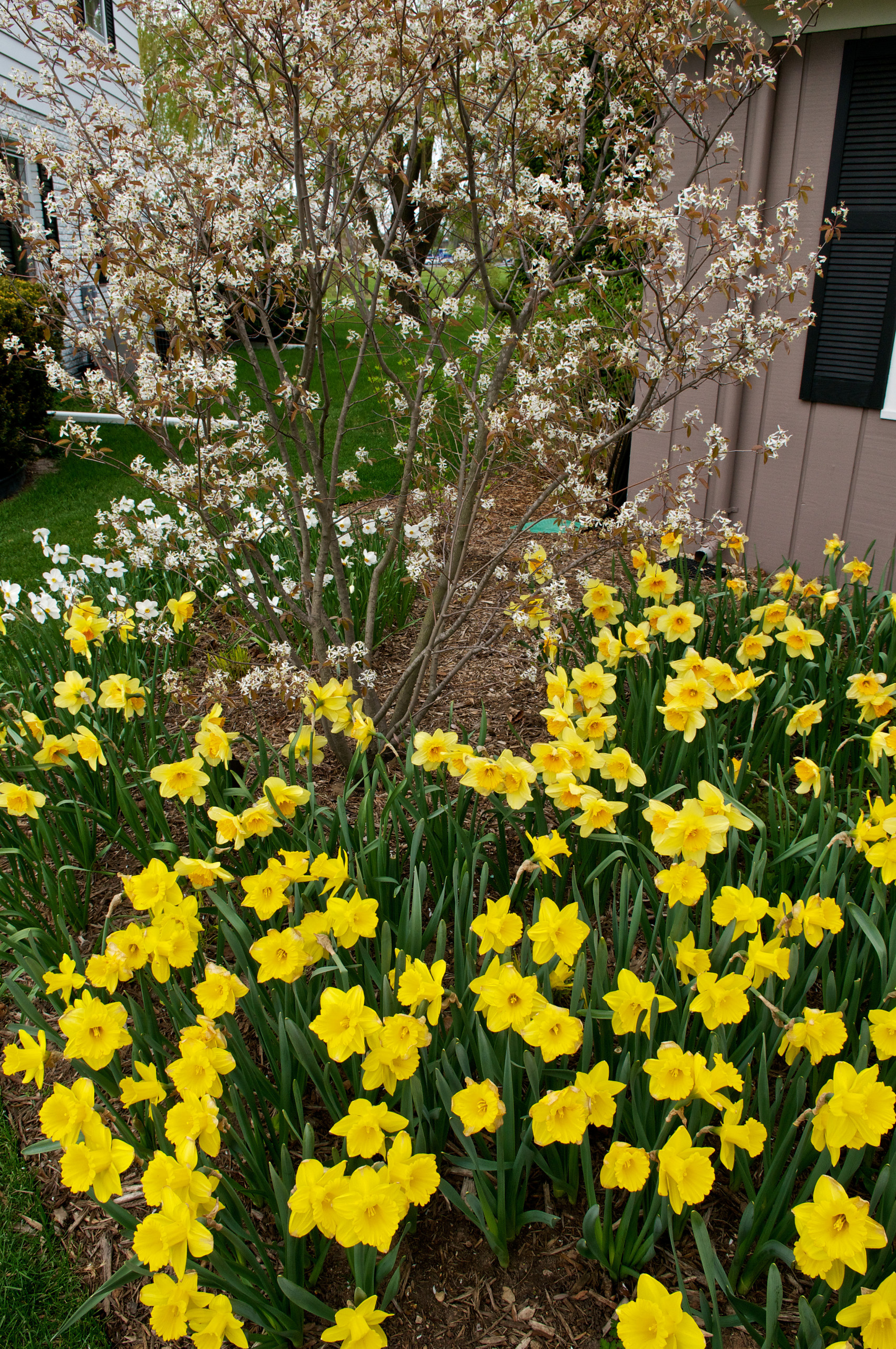 Spring Bulb Planting - Mequon, WI