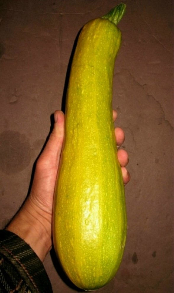 Hybrid Zucchini / Squash