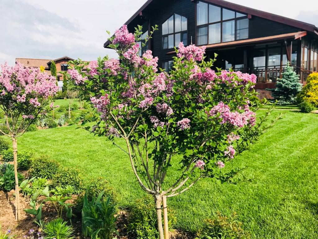 Сосновые берега