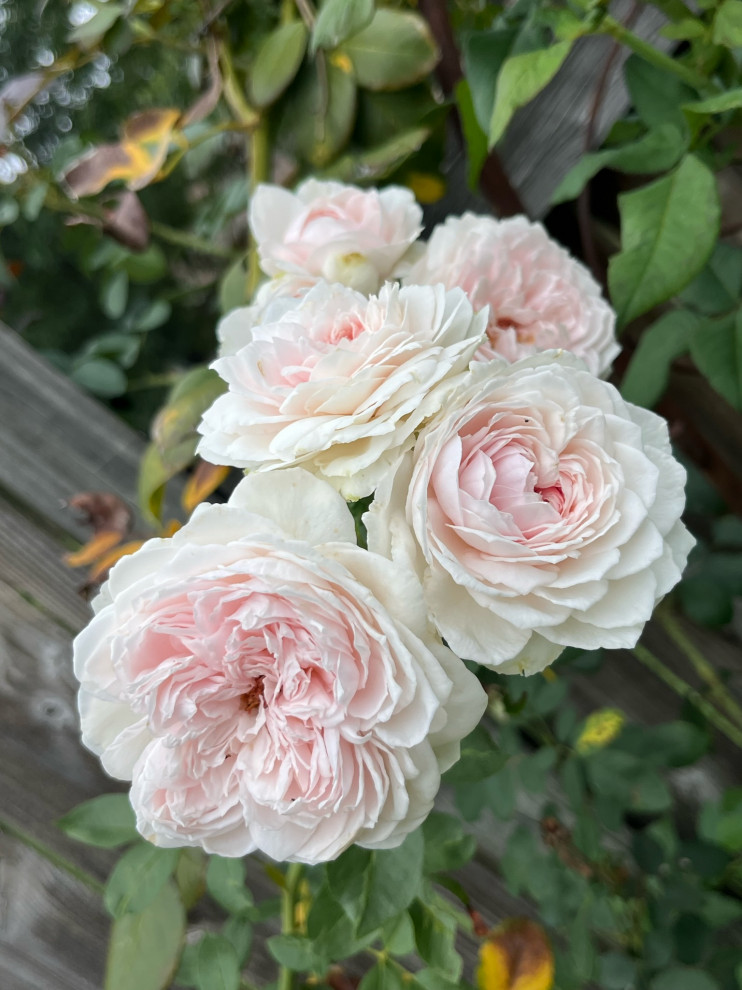 Fresh Roses Non Sprayed List of Roses that Perform Well NO-SPRAY | Houzz Forum