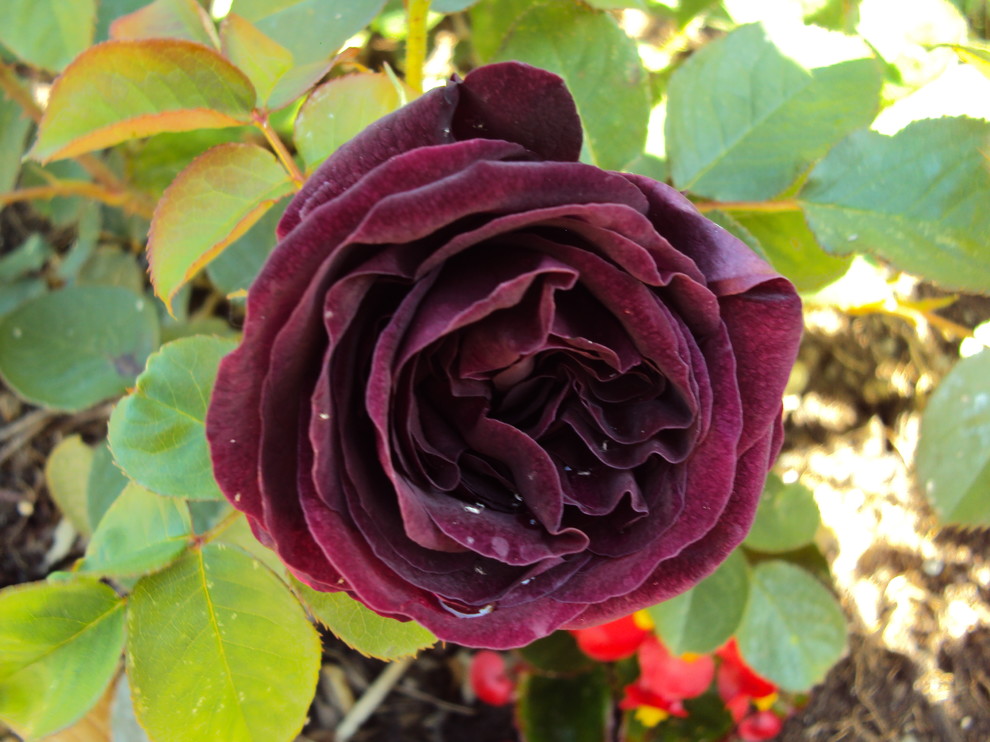 'Munstead Wood' - compare your rose... | Houzz Forum