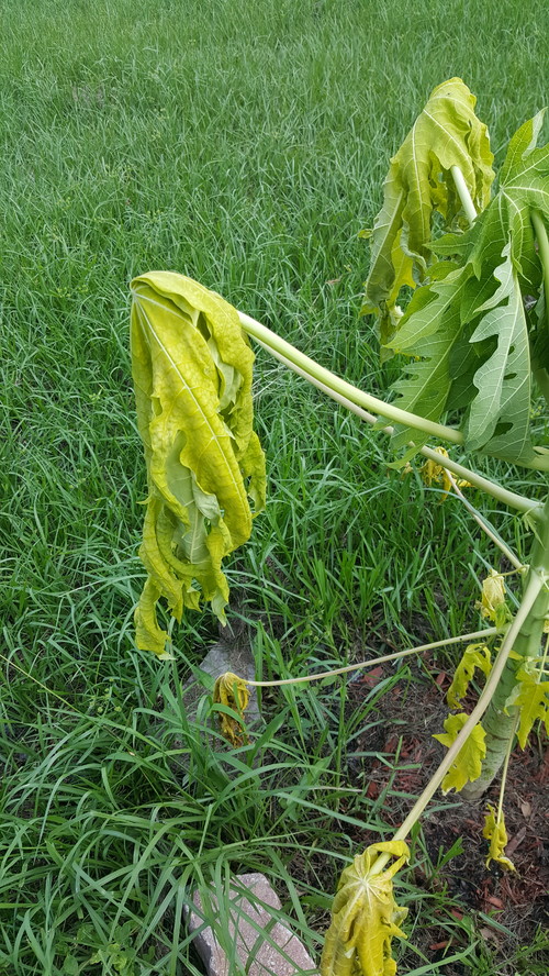Yellowing of Papaya leaves