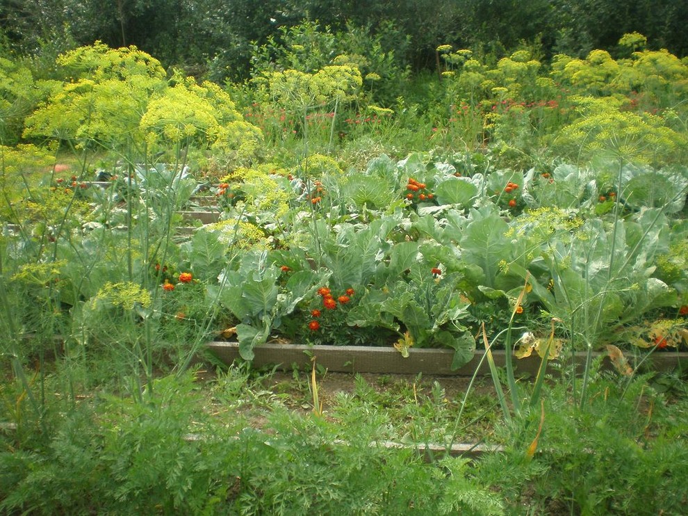 Совмещенные посадки. Огородная растительность соотносимая с киевским дядькой. Что хорошо растет в огороде на востоке Нижегородской области. Совмещенные посадки на малой площади фото.