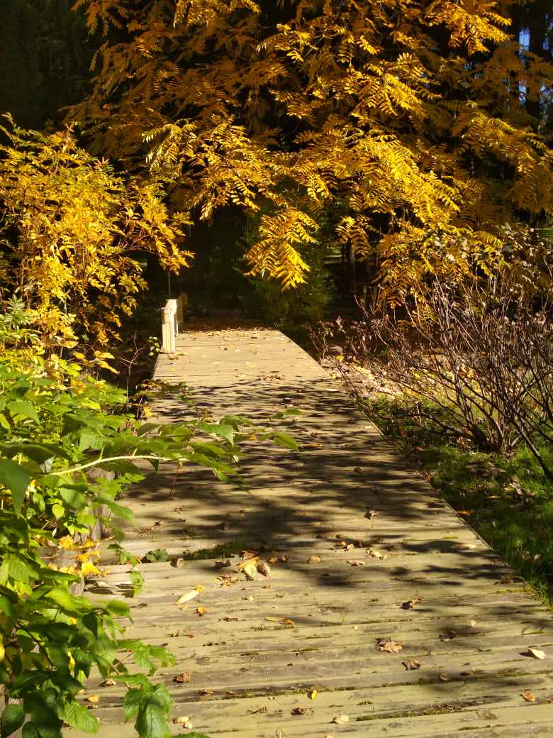 Сад с озером