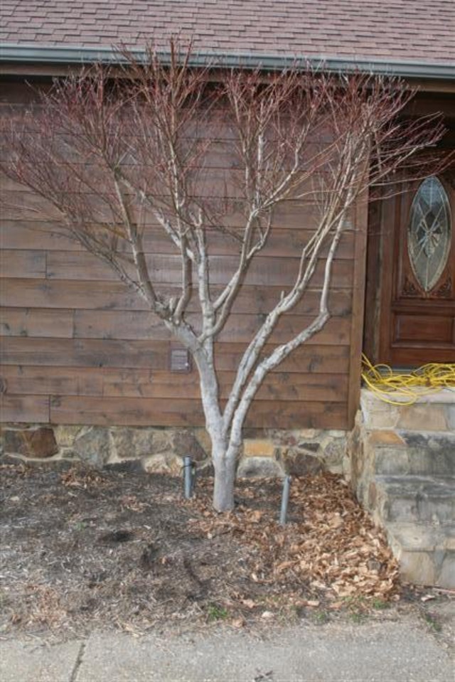 Transplanting a LARGE Japanese Maple