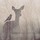 carol_knott7