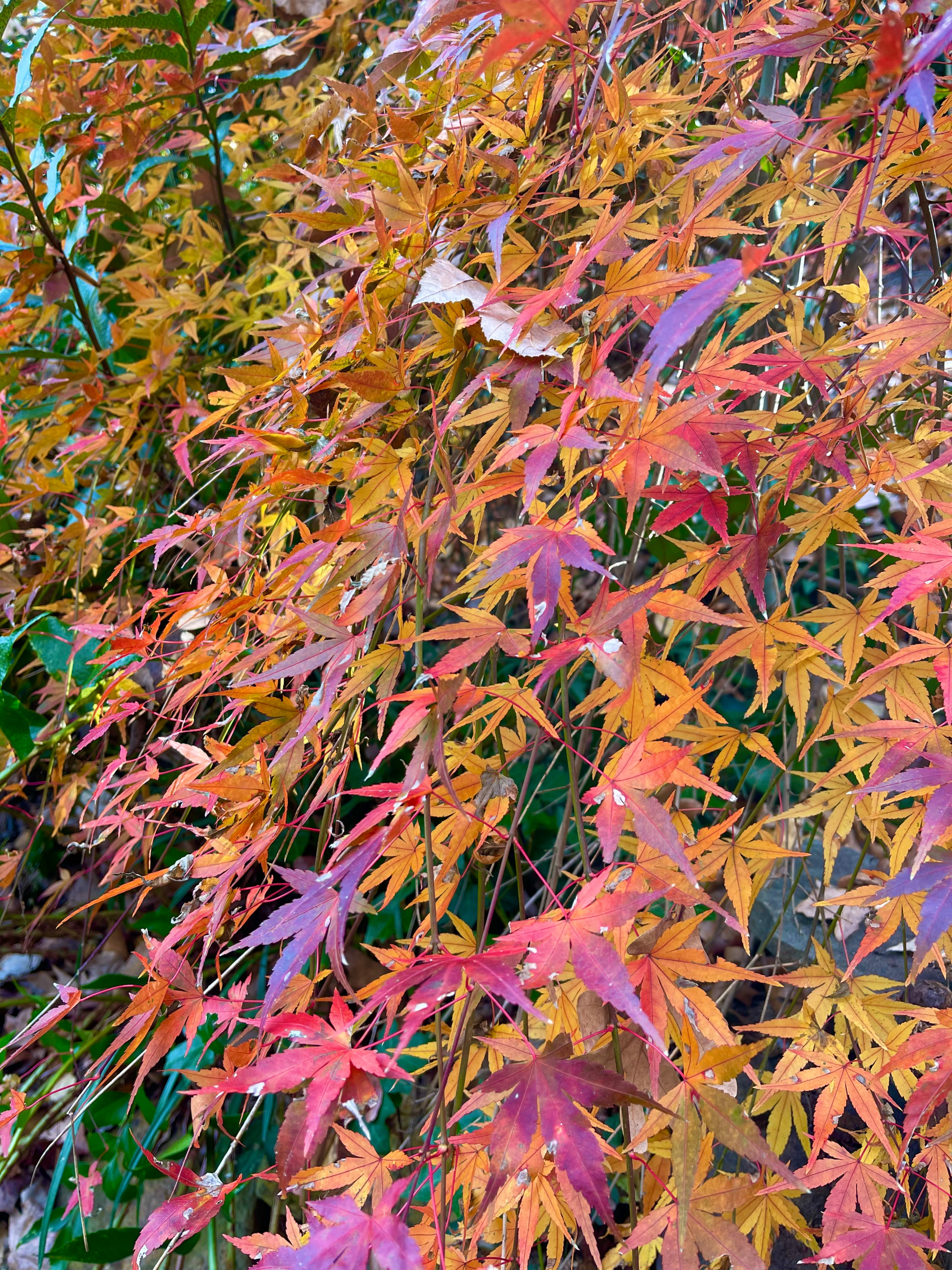 'Ryusen' maple in late fall