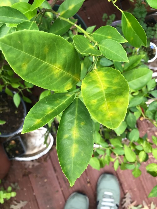 Yellow Spots On Citrus Leaves | Shapeyourminds.com