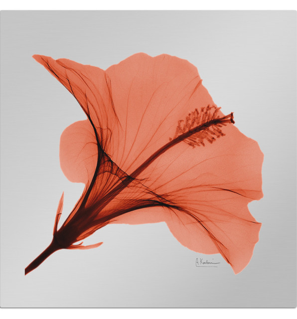 Red Hibiscus By Albert Koetsier Art On Metal Contemporary Red Hibiscus By Albert Koetsier Art On Metal