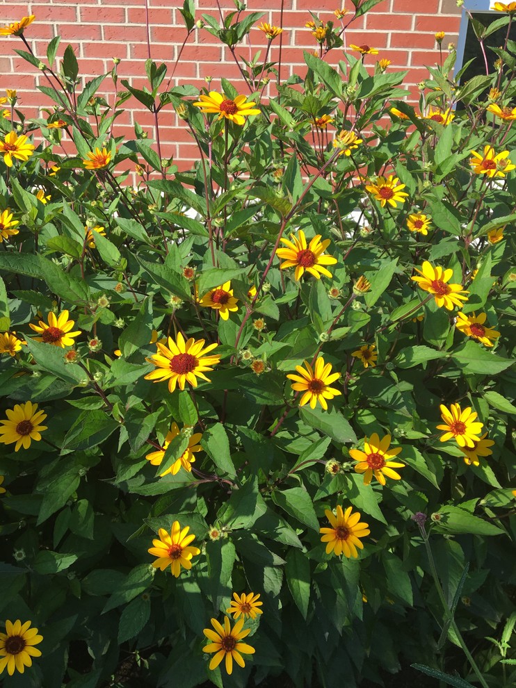 Perennial helianthus cultivar ID?
