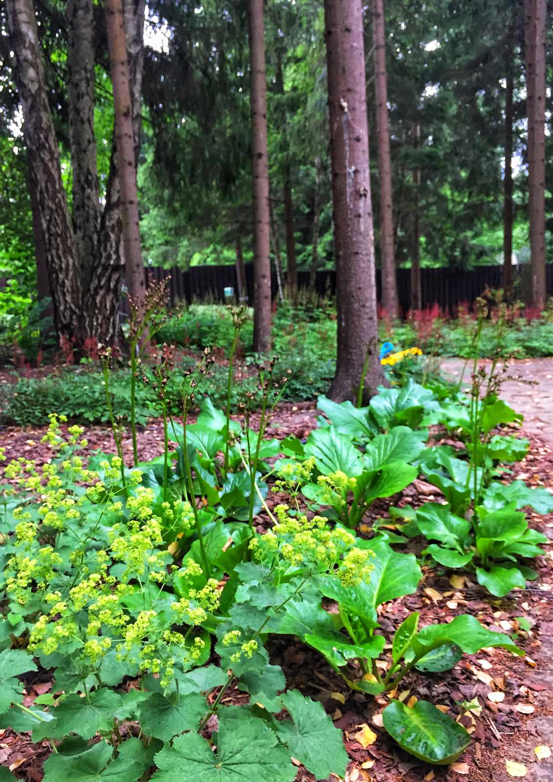 Лесной участок в Подмосковье