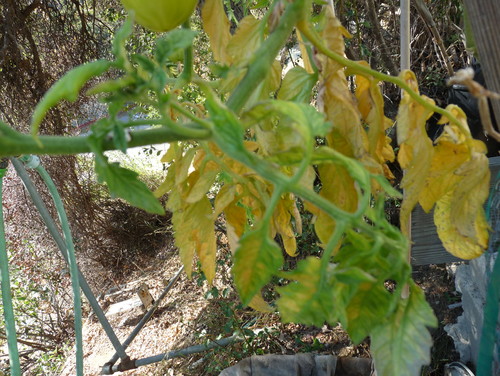 Tomato leaves turning yellow, what could this be?