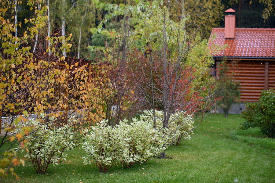 Сад в Вельяминово