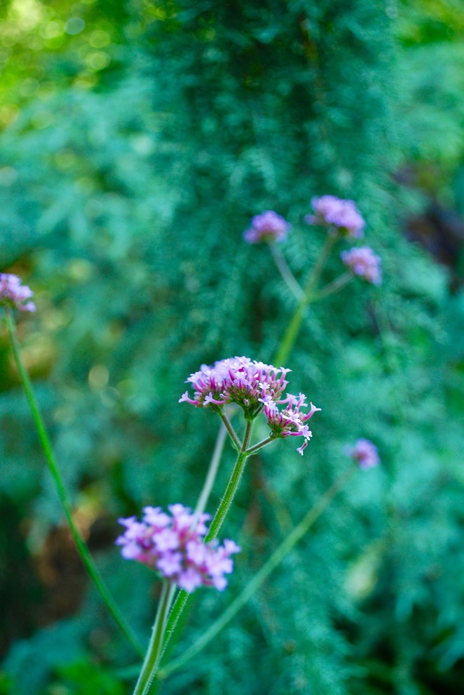 This is an example of an eclectic garden in Charlotte.